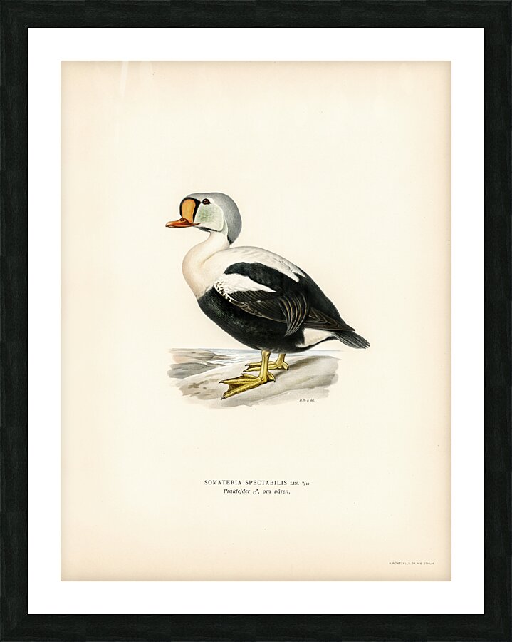 Somateria spectabilis Picture Frame print