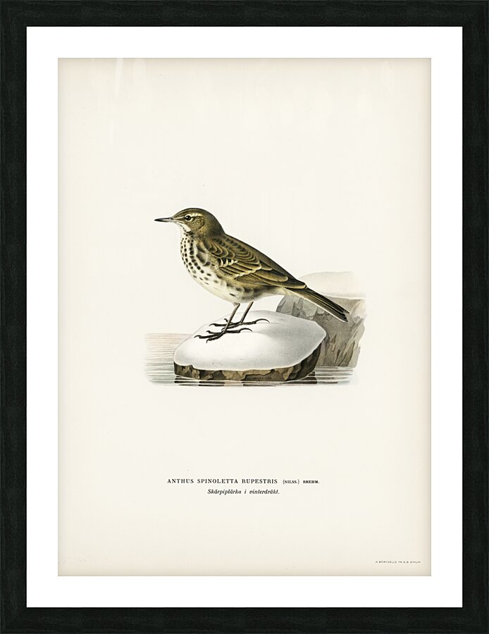 Water pipit Anthus spinoletta rupestris Picture Frame print