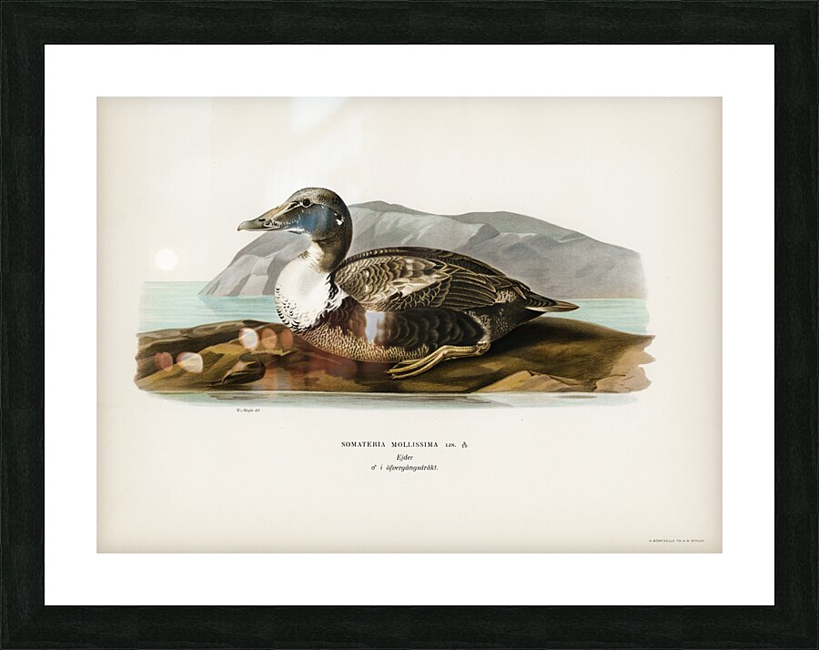 Eider Somateria mollissima Picture Frame print