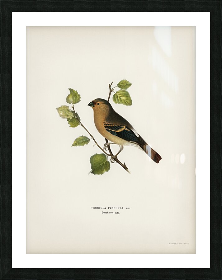 Eurasian Bullfinch Pyrrhula pyrrhula Picture Frame print