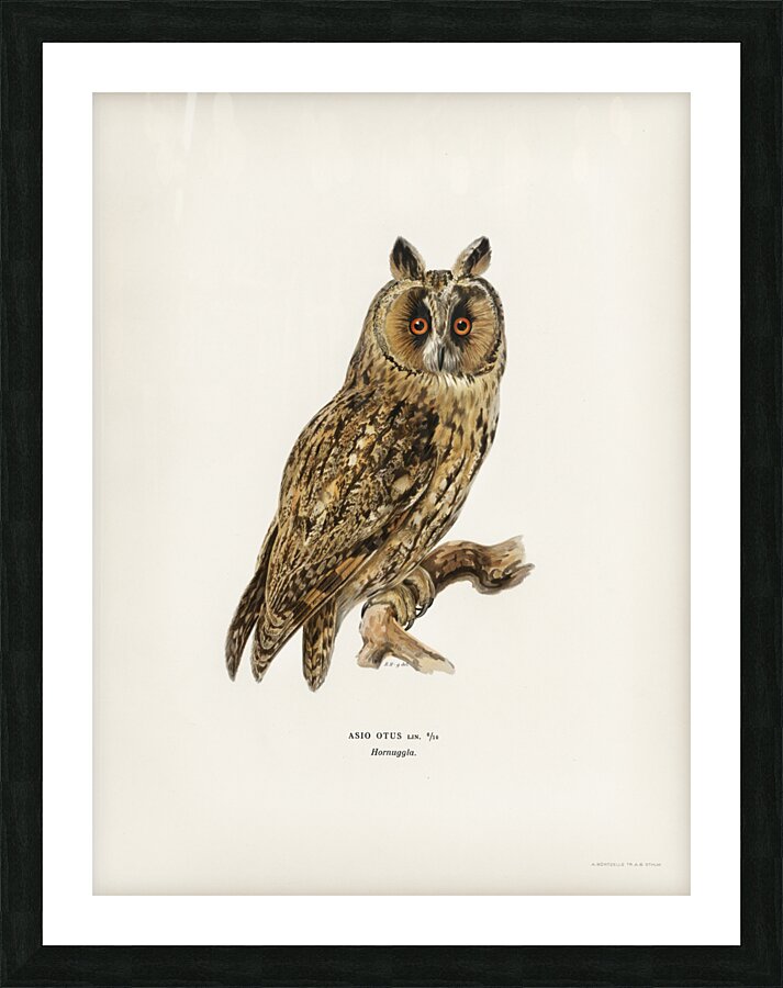 Asio otus owl Picture Frame print