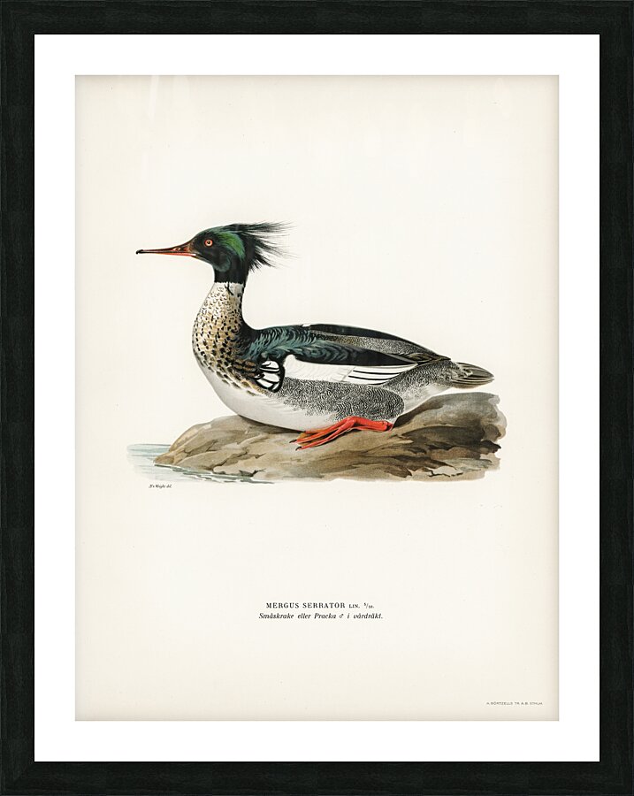 Mergus serrator Picture Frame print