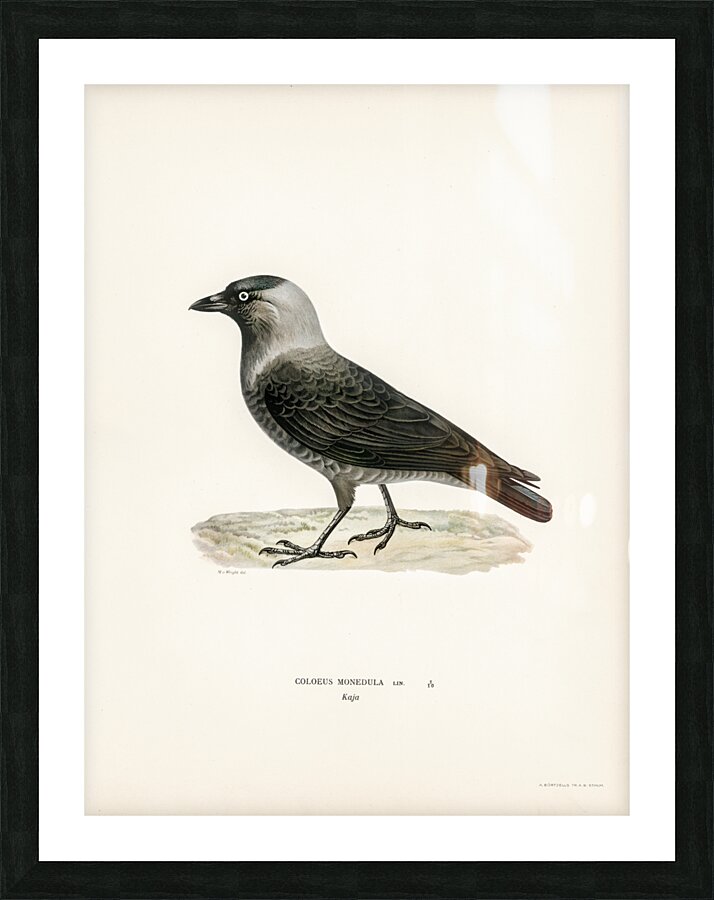 Coloeus monedula Picture Frame print