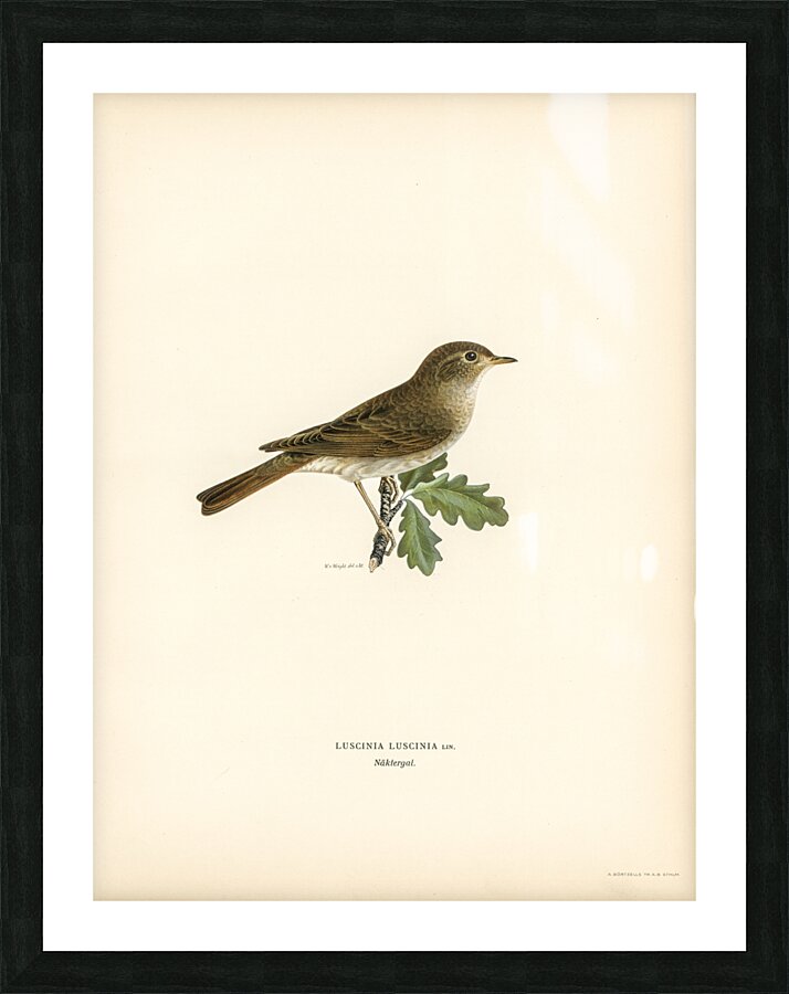 Thrush Nightingale Luscinia luscinia Picture Frame print