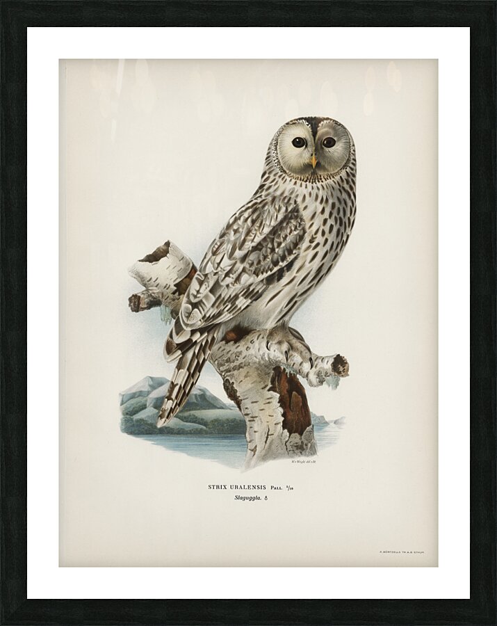 Strix uralensis ♀ Picture Frame print