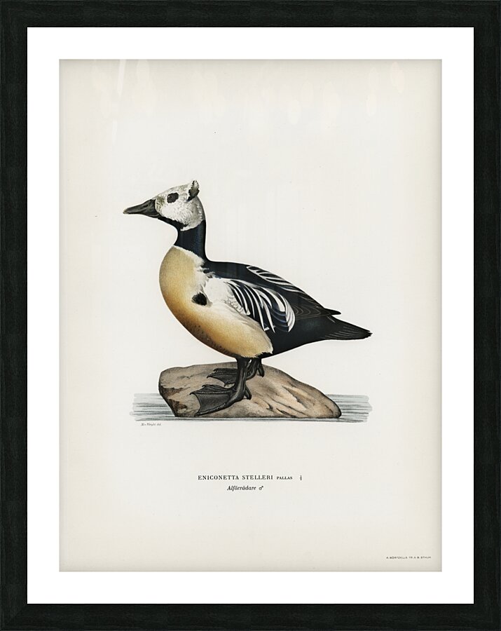 Eniconetta stelleri ♂ Picture Frame print