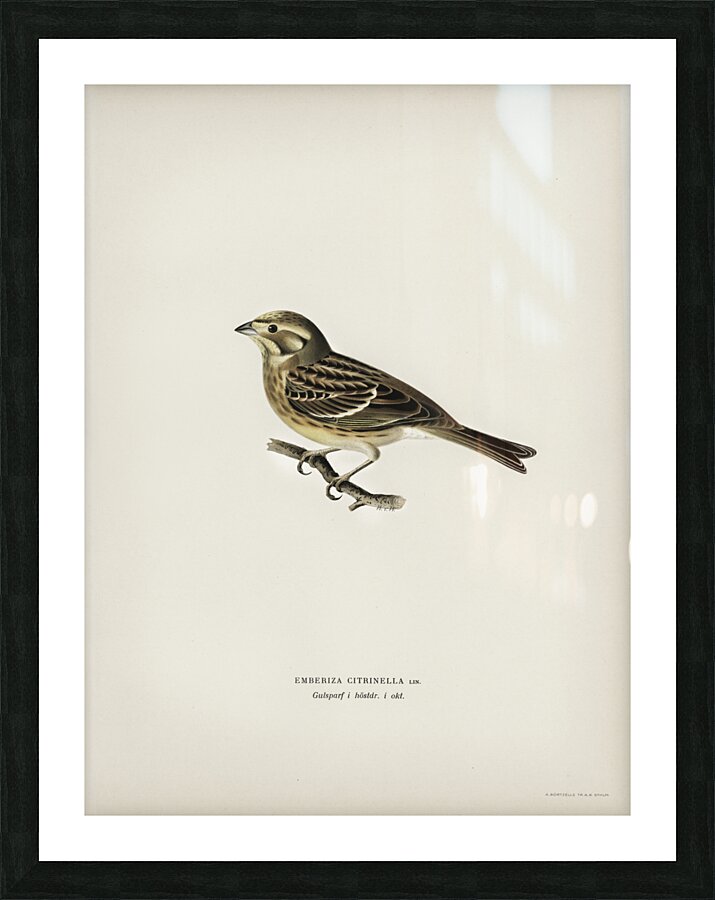 Yellowhammer Emberiza citrinella Picture Frame print
