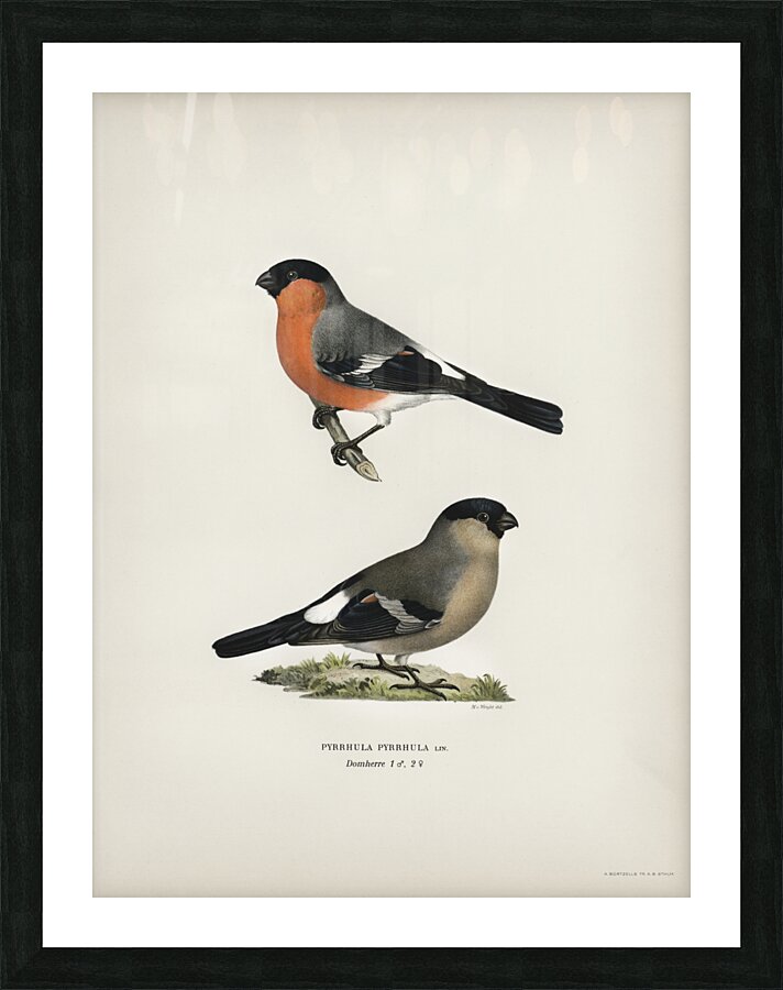 Pyrrhula Pyrrhula Picture Frame print