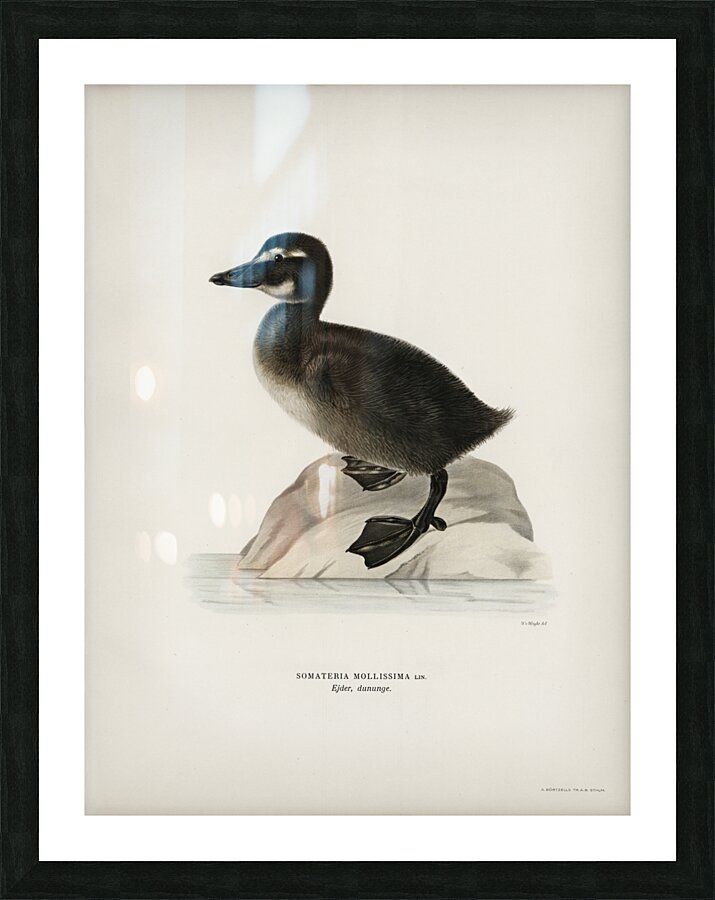 Somateria mollissima Picture Frame print