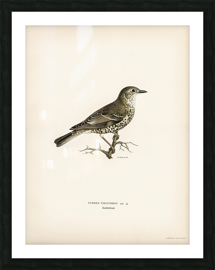 Somateria mollissima Picture Frame print