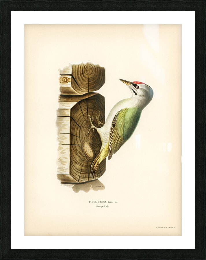 Picus canus ♂ Impression et Cadre photo