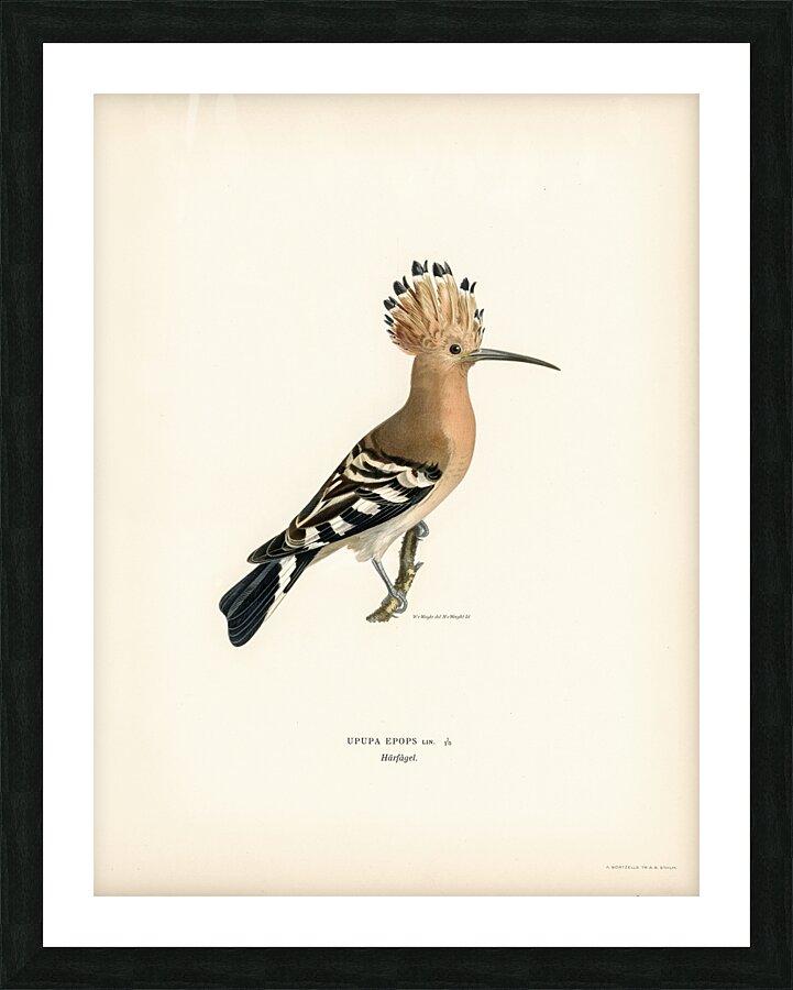 Upupa epops Picture Frame print