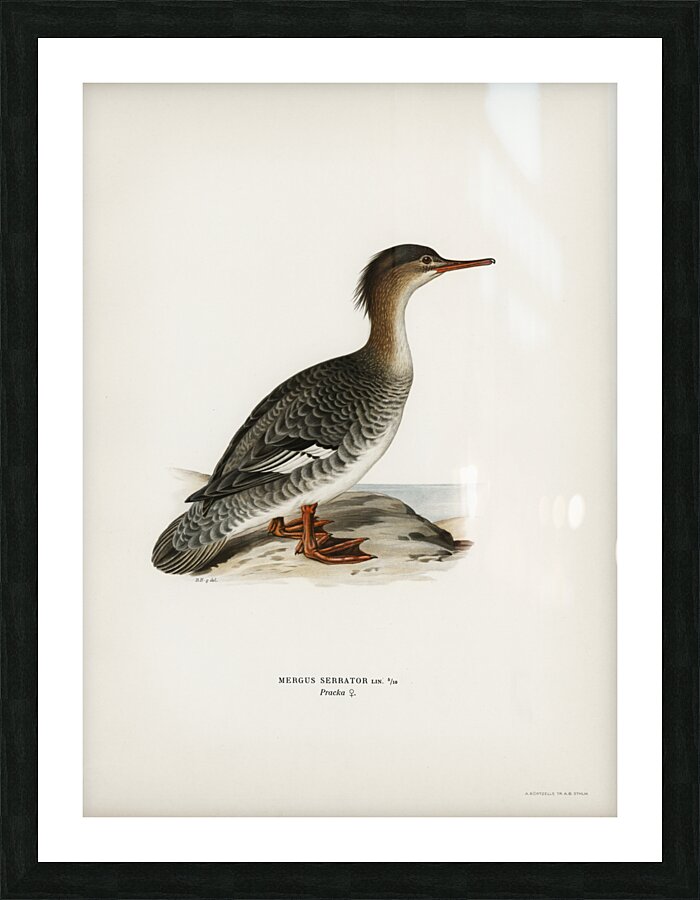 Mergus serrator Picture Frame print