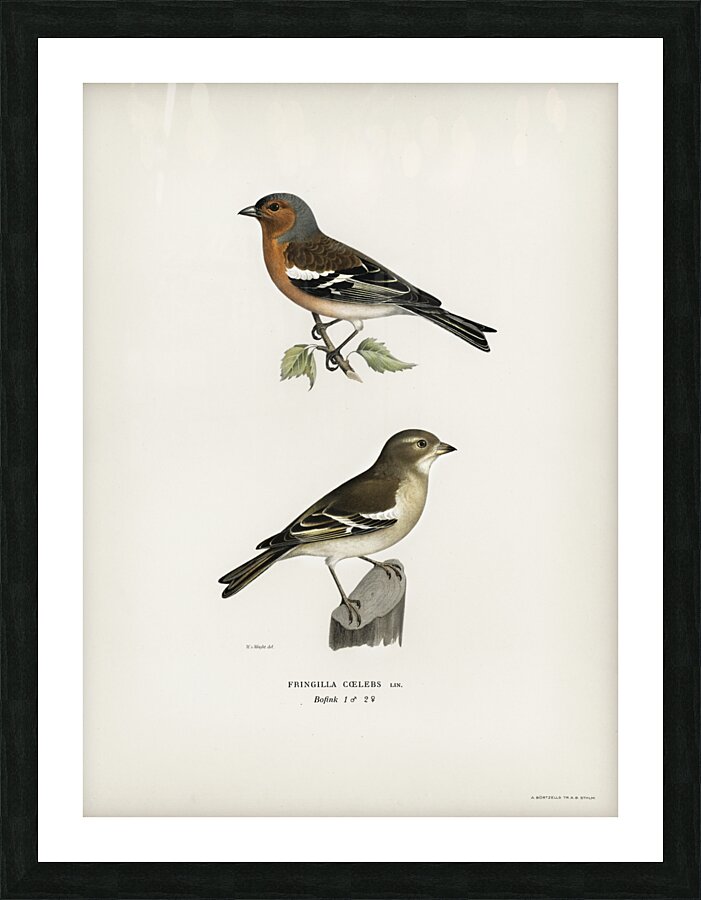 Chaffinch male Fringilla coelebs Picture Frame print