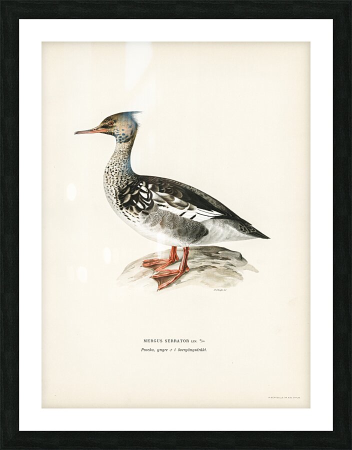 Mergus serrator Picture Frame print