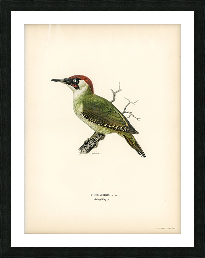 Picus viridis ♂ Picture Frame print