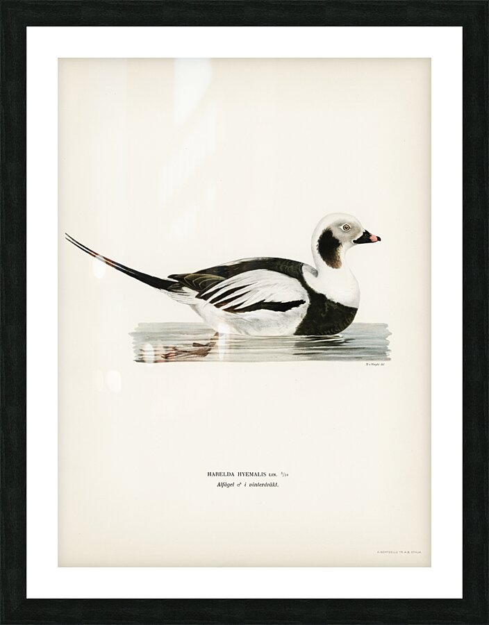 Long-tailed Duck male Harelda hyemalis Picture Frame print