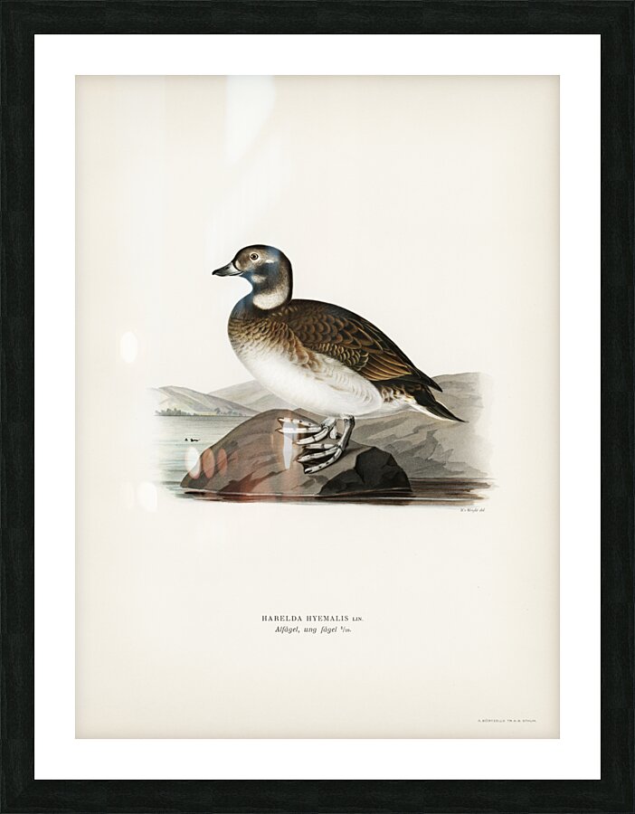 Long-tailed Duck Harelda hyemalis Picture Frame print