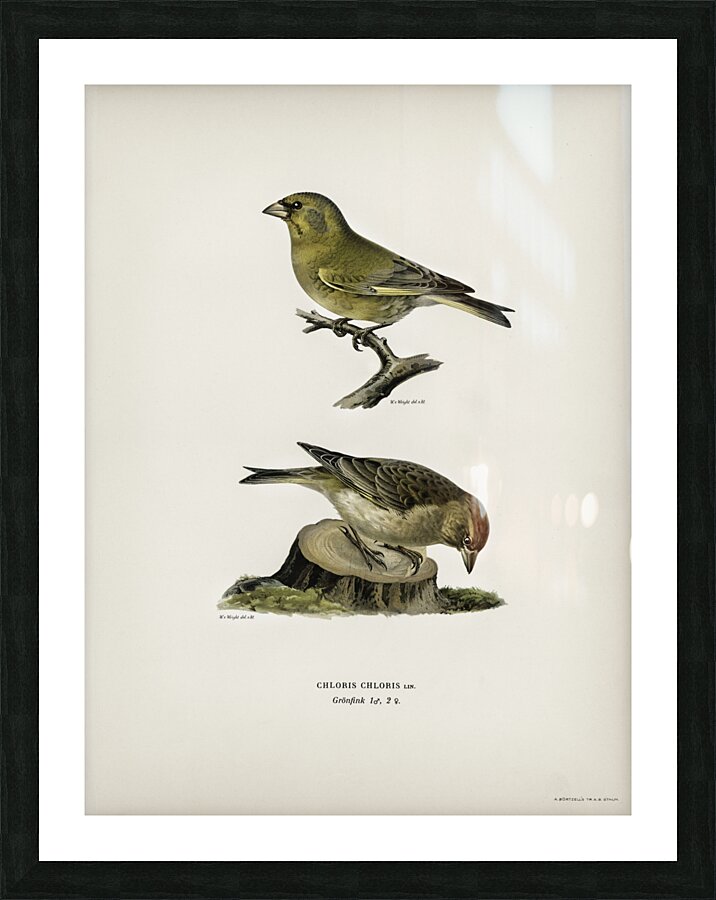 Chloris Chloris Picture Frame print
