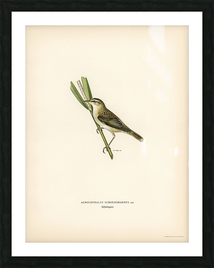 Sedge warbler Acrocephalus schoenobaenus Picture Frame print