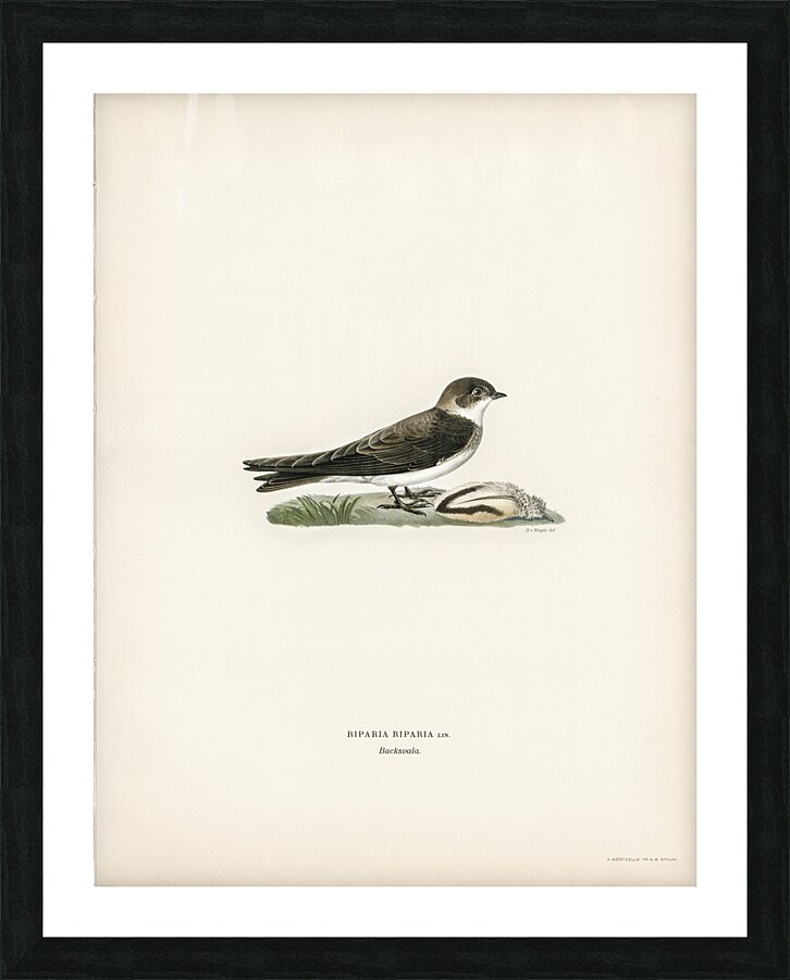 Riparia riparia Picture Frame print