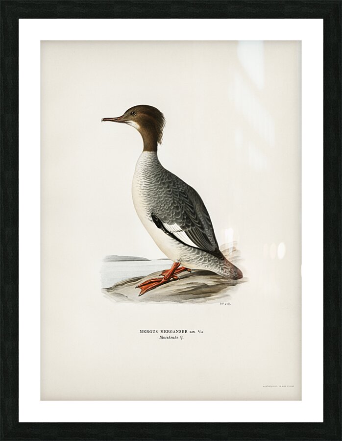 Mergus merganser Picture Frame print