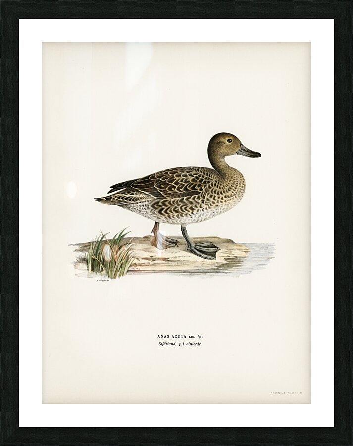 Pintail Anas acuta Picture Frame print