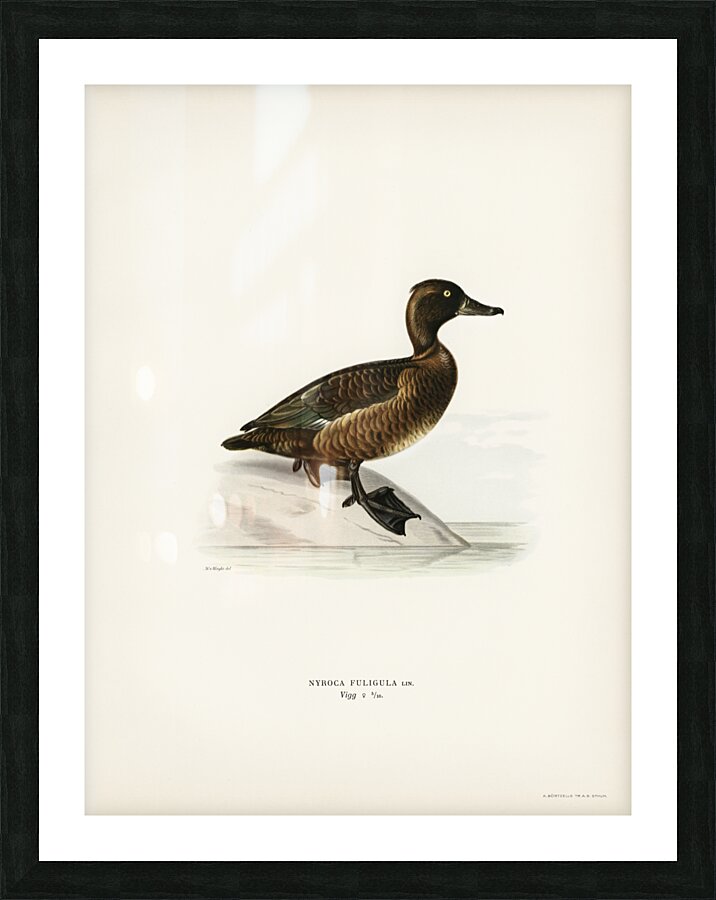 Ferruginous duck female Nyroca fuligule Picture Frame print