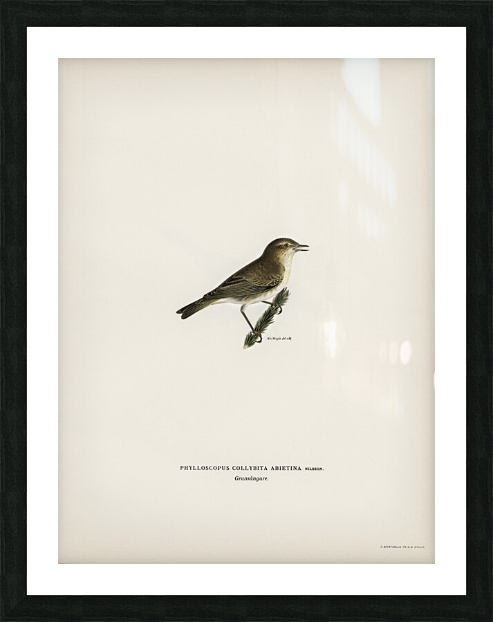 Black Stork Ciconia nigra Picture Frame print