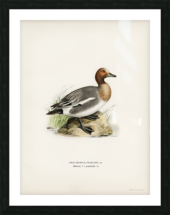 Eurasian wigeon Anasmereca penelope. Picture Frame print