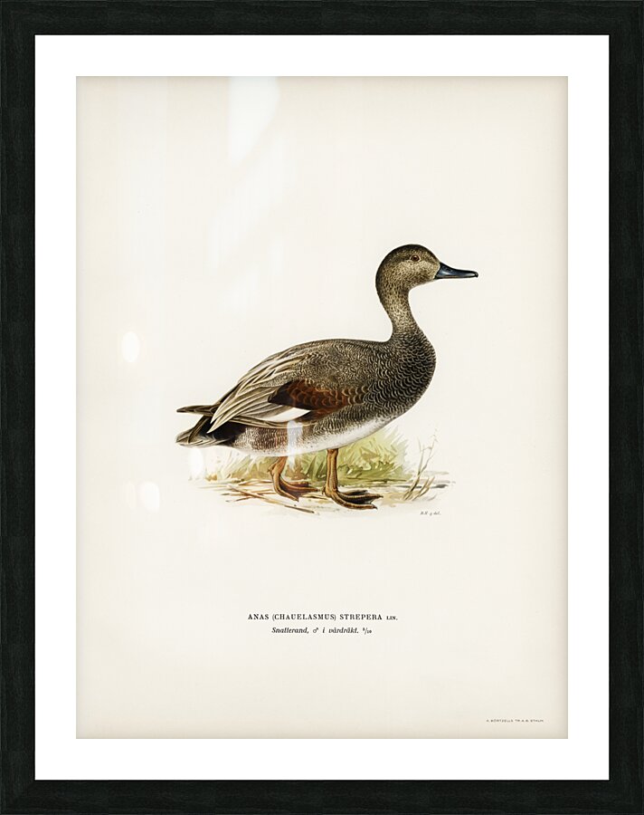 Gadwall Anas Chauelasmus Strepera Picture Frame print