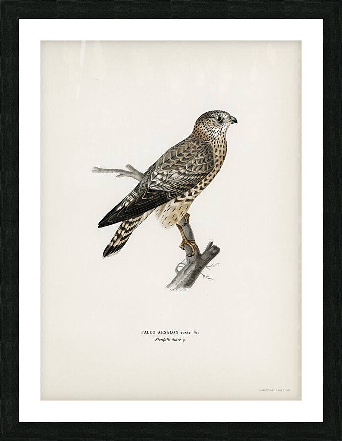 Merlin female Falco aesalon Picture Frame print