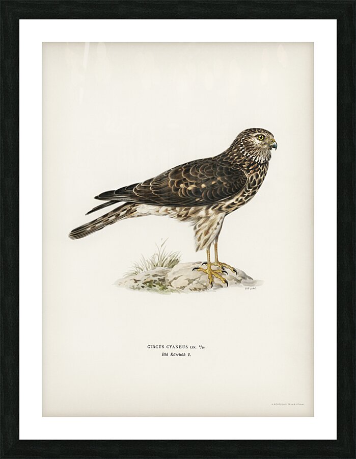 Hen Harrier female Circus cyaneus Picture Frame print