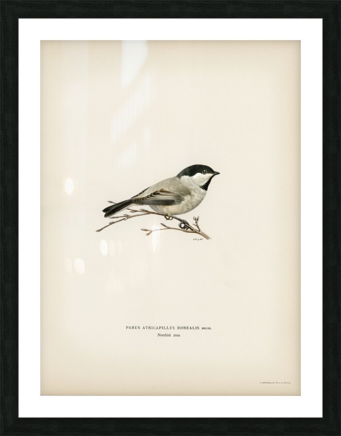 Black-capped chickadee Parus atricapillus Picture Frame print