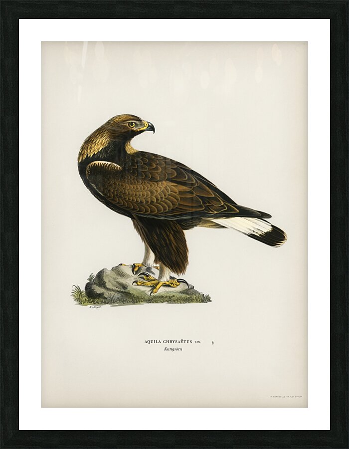Golden Eagle Aquila chrysaetos Picture Frame print