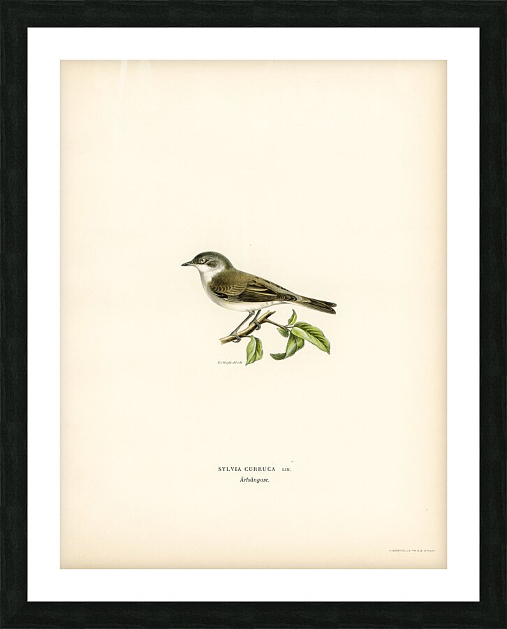 Sylvia curruca Lesser whitethroat Picture Frame print