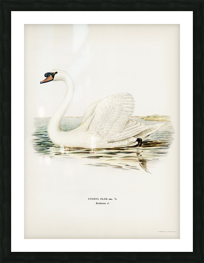 Mute Swan male Cygnus olor Picture Frame print