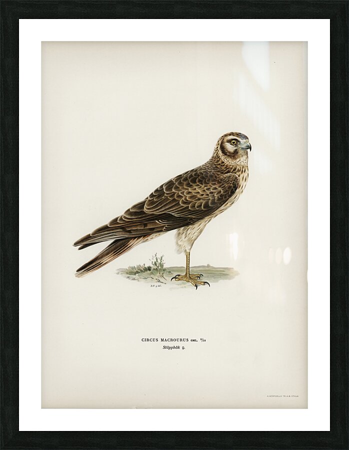 Pale Harrier Pallid Harrier female Circus macrourus Picture Frame print
