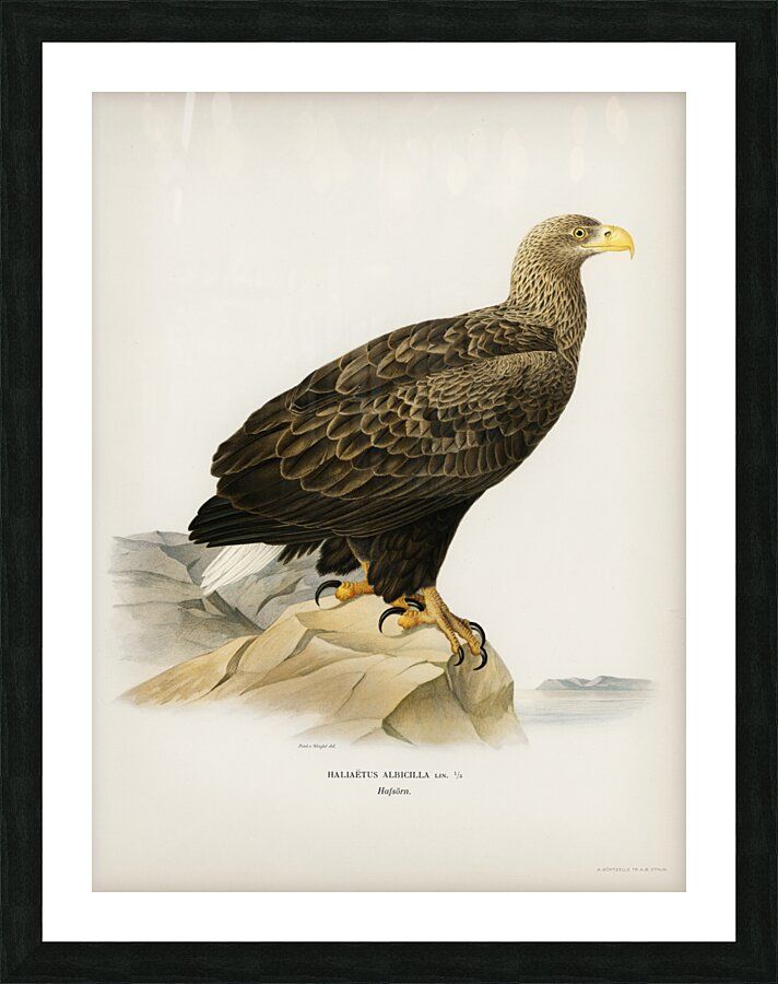 White-tailed eagle Picture Frame print