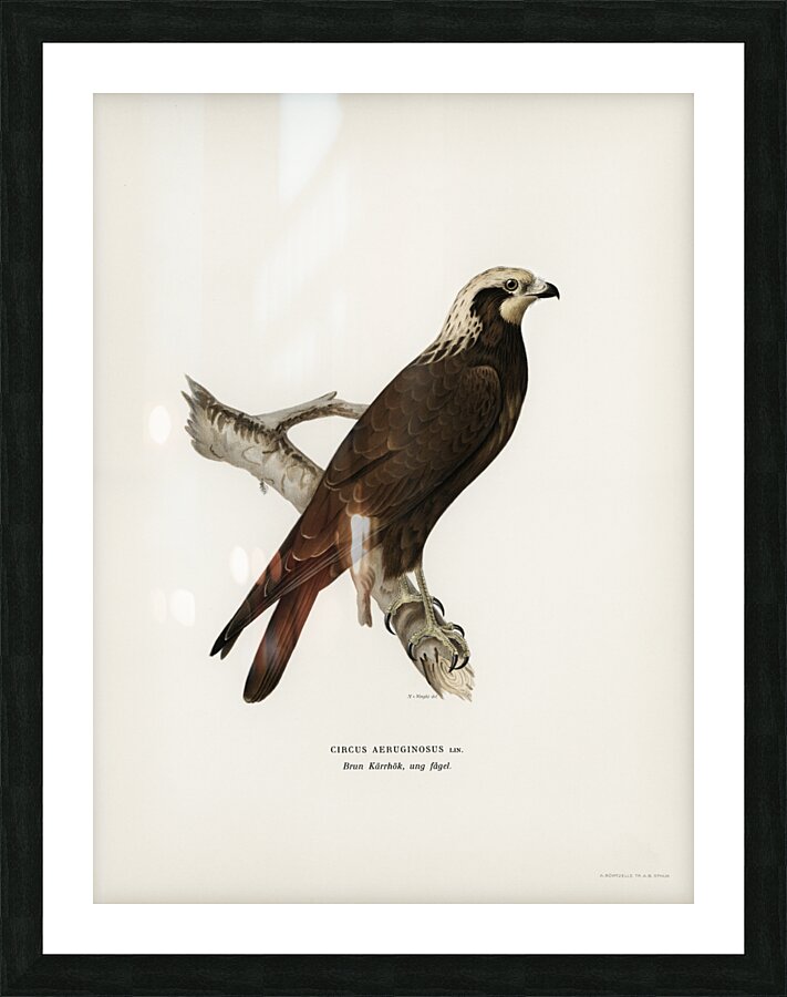 Marsh Harrier Circus aeruginosus Picture Frame print