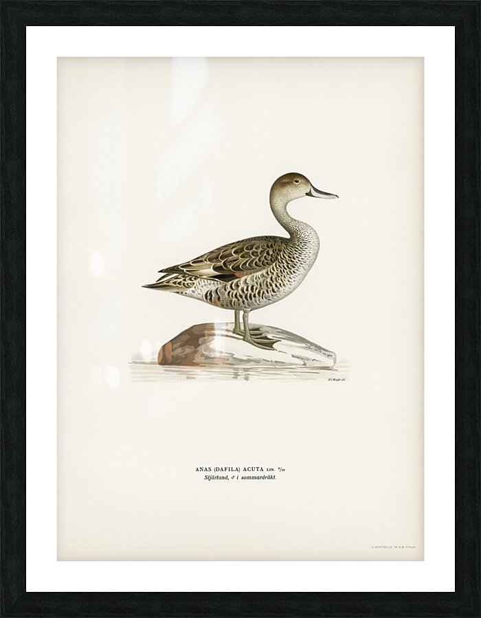 Northern Pintail Anasdafila acuta Picture Frame print