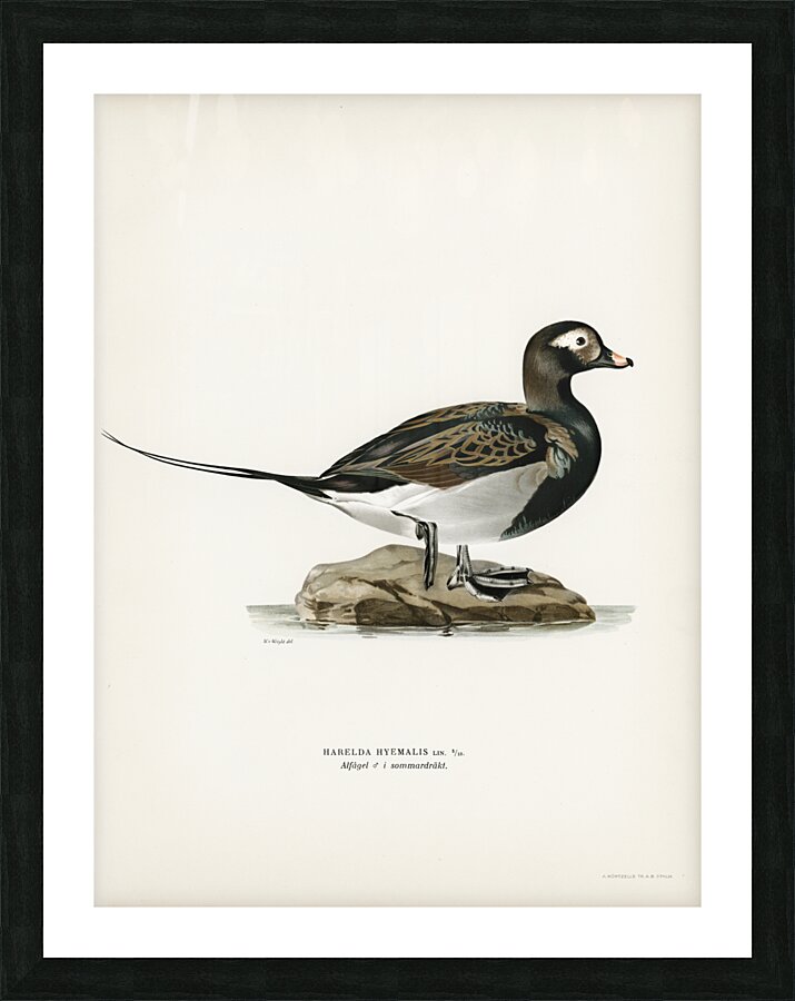 Long-tailed Duck male Harelda hyemalis Picture Frame print