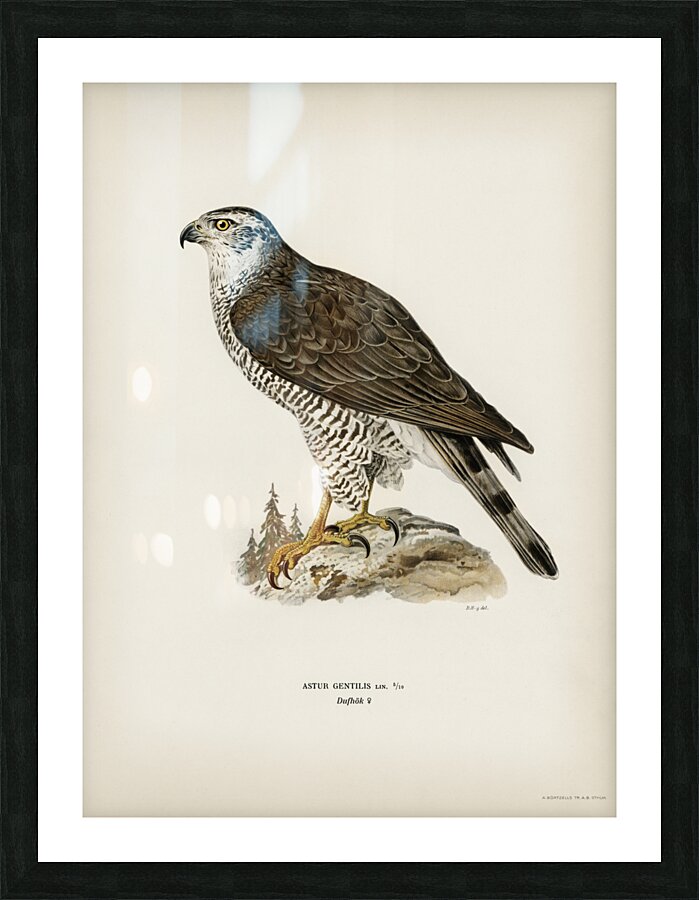 Goshawk female Accipiter gentilis Picture Frame print