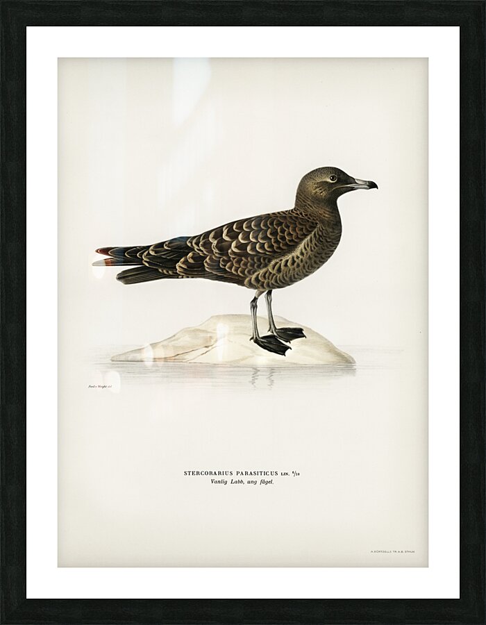 Parasitic jaeger Stercorarius parasiticus Picture Frame print