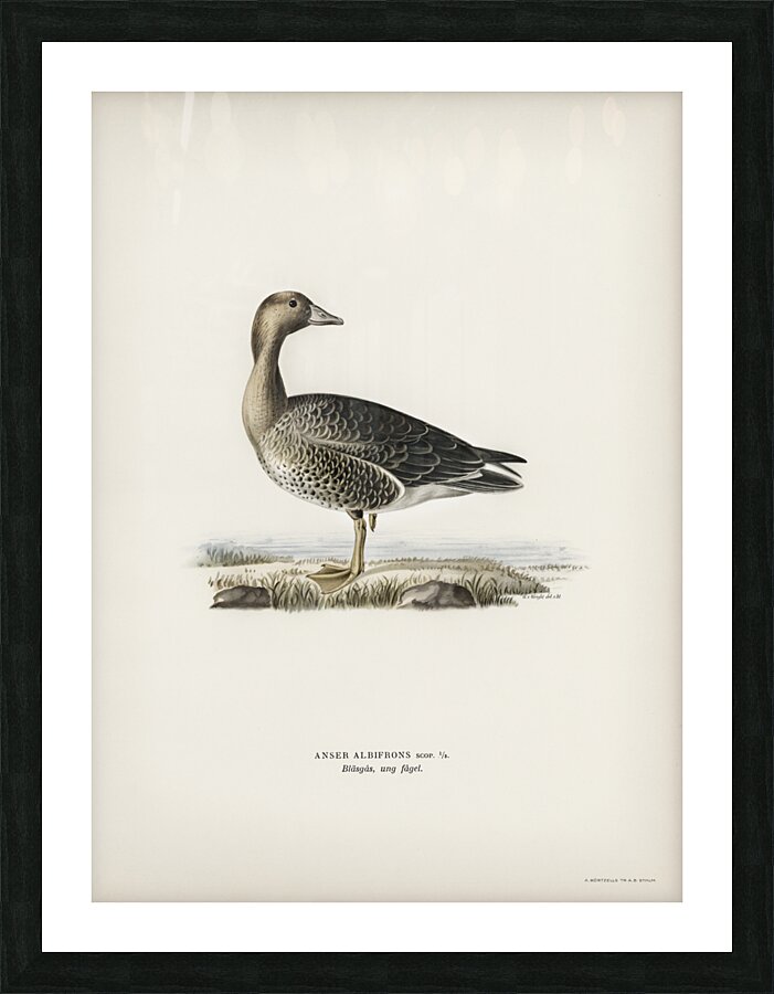 Anser albifrons Picture Frame print