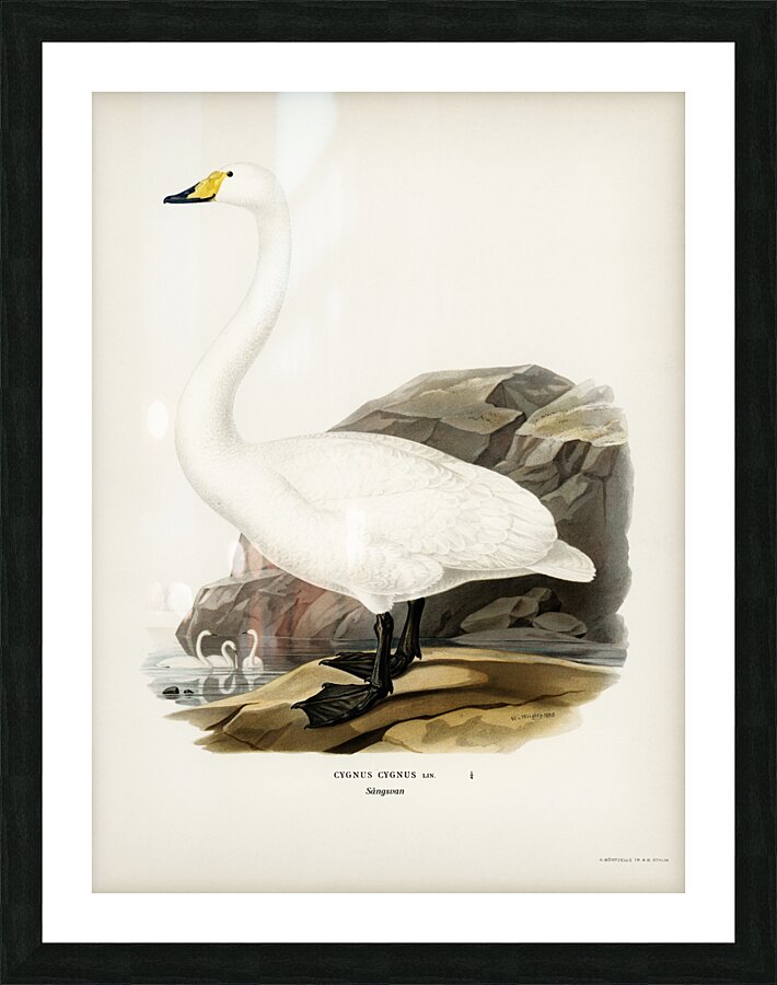 Whooper Swan Cygnus cygnus Picture Frame print
