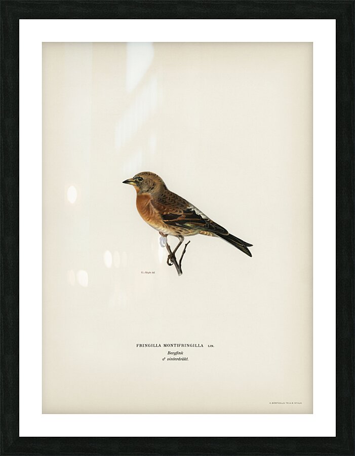 Brambling Fringilla montifringilla Picture Frame print