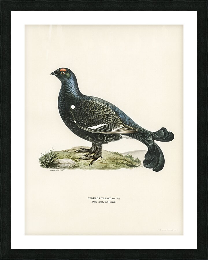 Black grouse Lyrurus tetrix Picture Frame print