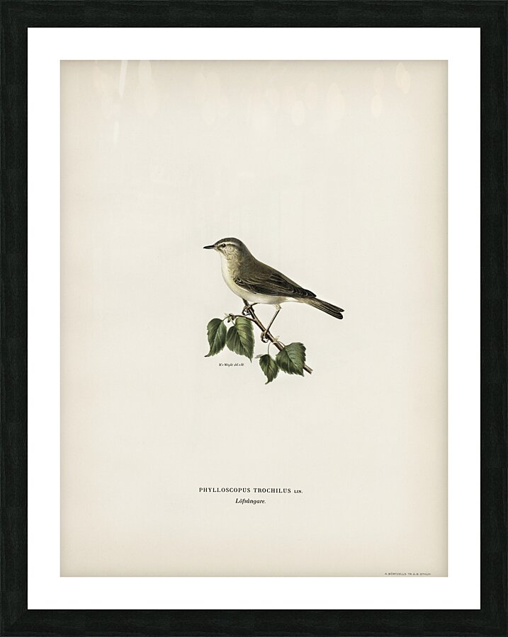Willow Warbler Phylloscopus trochilus Picture Frame print