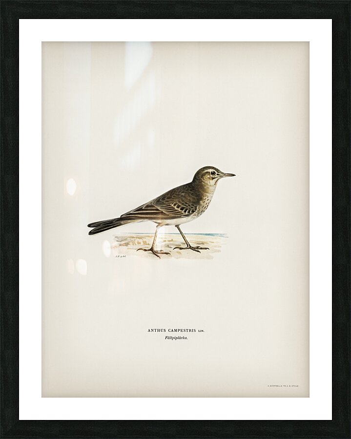 Tawny pipit Anthus campestris Picture Frame print